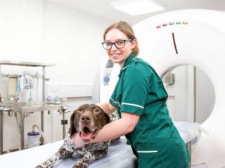 Veterinary CT on-site 64 Slice CT scanning at Halesowen Hospital, West Midlands